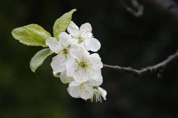 Fleur de pommier gros plan — Photo