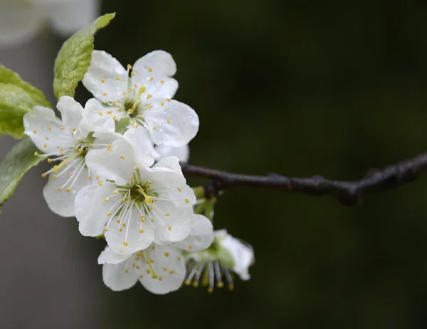 Fleur de pommier gros plan — Photo