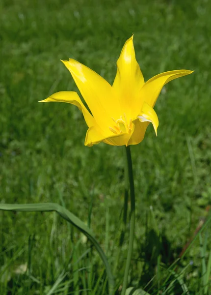 Tulipán amarillo de primavera — Foto de Stock