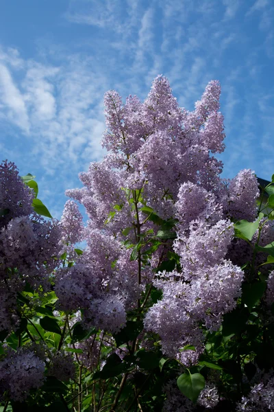 Lilas en flor —  Fotos de Stock