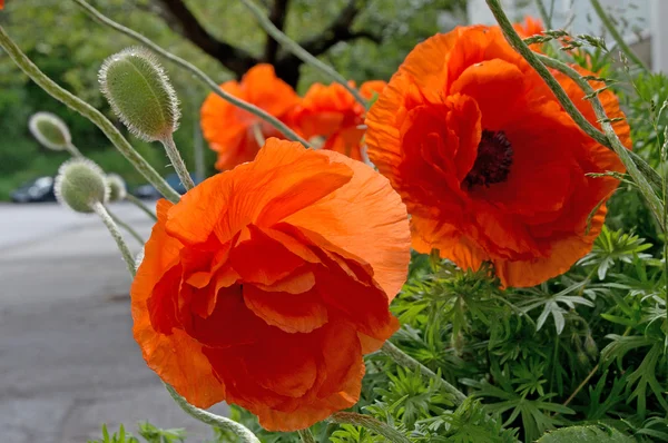 Poppy buds and flowers blossoming — Stock Photo, Image