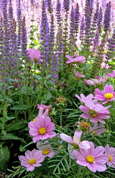 Lavande dans le jardin — Photo