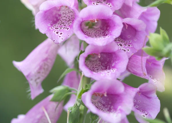 ジギタリスの花マクロ — ストック写真