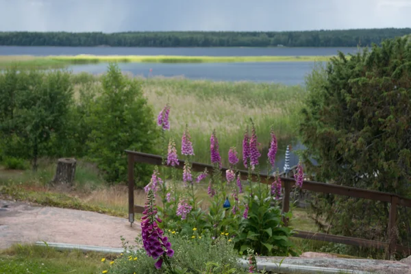 Foxglove a Vänern-tó — Stock Fotó
