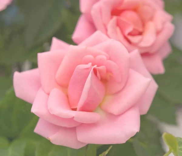 Рожеві троянди крупним планом — стокове фото