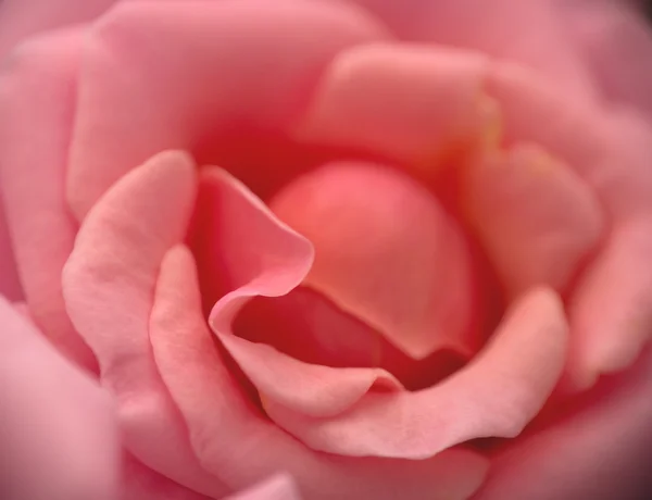 Rosa rosa close up macro — Fotografia de Stock