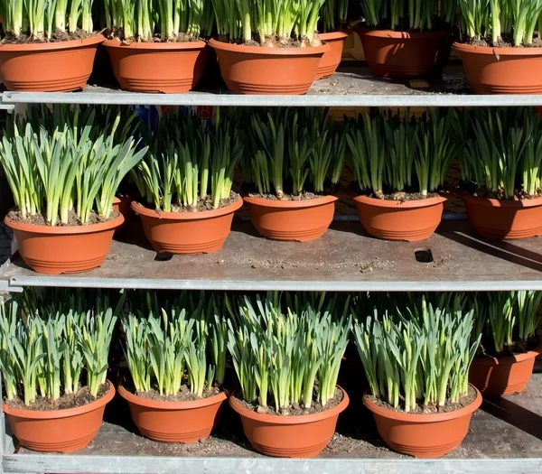 Puesto de mercado con macetas de narciso — Foto de Stock