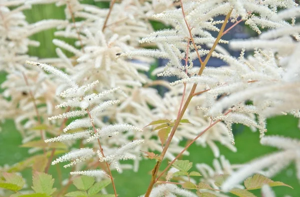 Fjäderlätt vita Astilbe blommor — Stockfoto