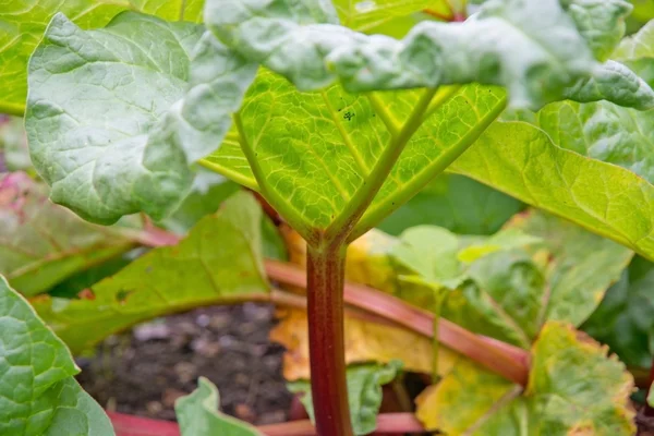 Primer plano de la hoja de ruibarbo —  Fotos de Stock