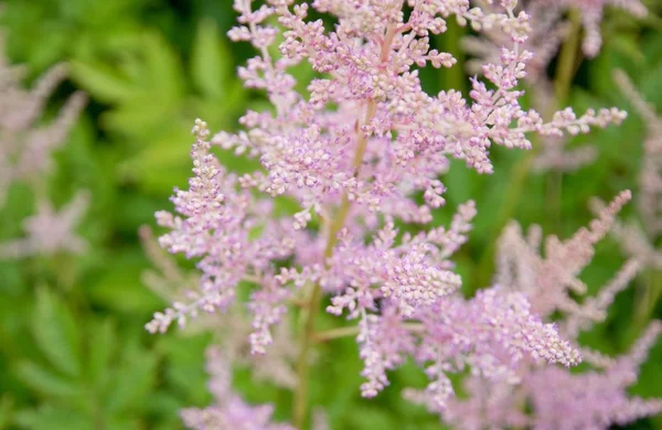 Fjäderlätt rosa Astilbe blommor — Stockfoto