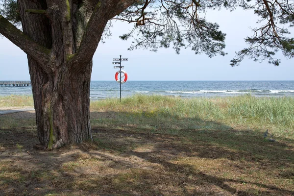 Дерево и спасательный буй на пляже — стоковое фото