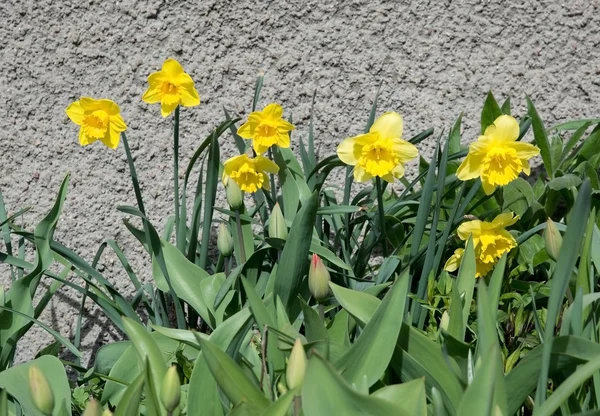 Narcisos en el macizo de flores — Foto de Stock