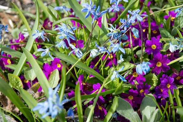 Flores púrpuras y azules — Foto de Stock