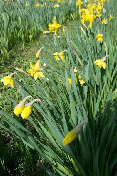 Narcisos en el macizo de flores — Foto de Stock