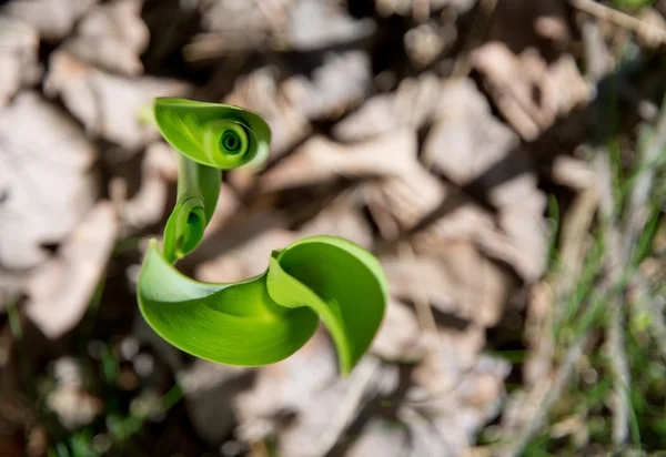 Abstract lelietje-van-dalen blad — Stockfoto