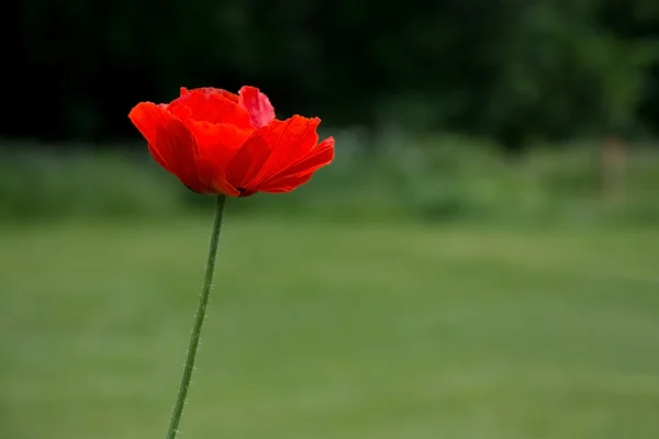 Red poppy — Stock Photo, Image