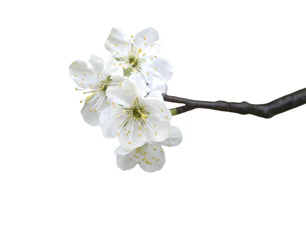 Flor de manzana blanca en ramita — Foto de Stock