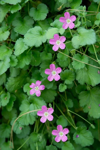 Розовые фиолетовые цветы герань — стоковое фото
