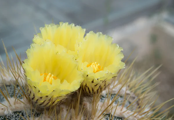 Yellow cactus flowers — Stock Photo, Image