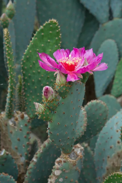 Hot pink cactus flowers — Stock Photo, Image