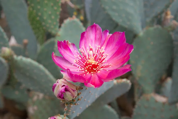 Hot pink cactus flowers — Stock Photo, Image