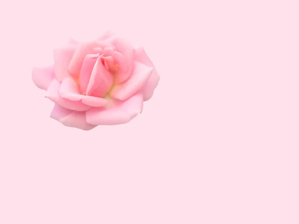 Zachte roze roos op roze achtergrond liefde concept — Stockfoto