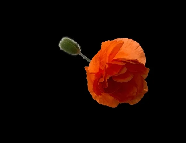 Полум'яна помаранчева макова квітка — стокове фото