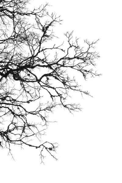 흑인과 백인 나무 여백 — 스톡 사진