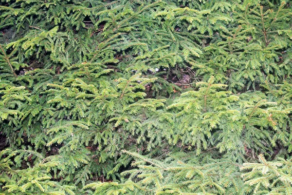 Verde abeto agulhas fundo — Fotografia de Stock