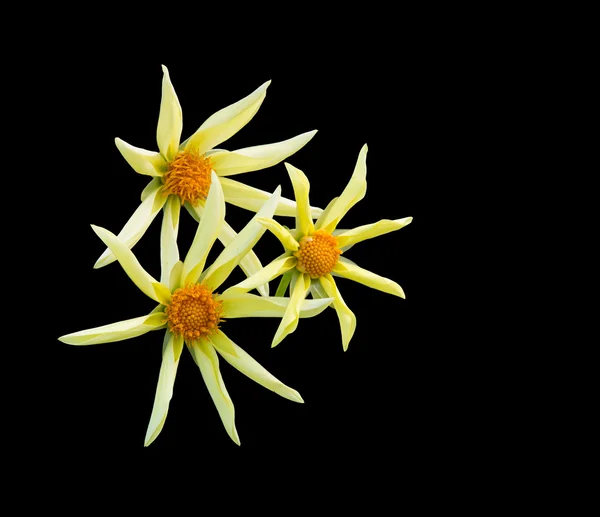 Drie gele sterren Dahlia bloemen — Stockfoto