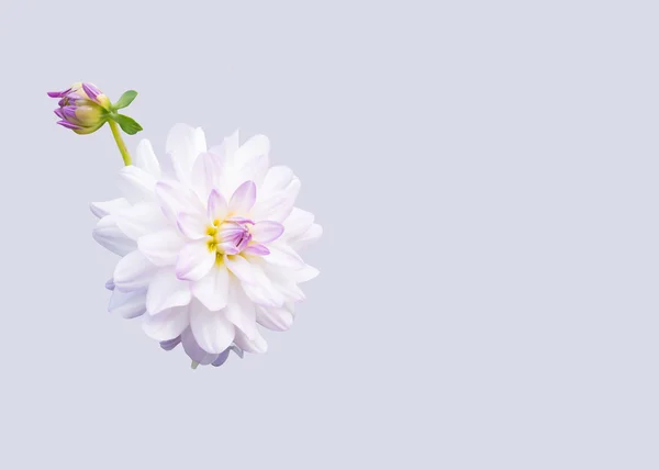 White dahlias — Stock Photo, Image