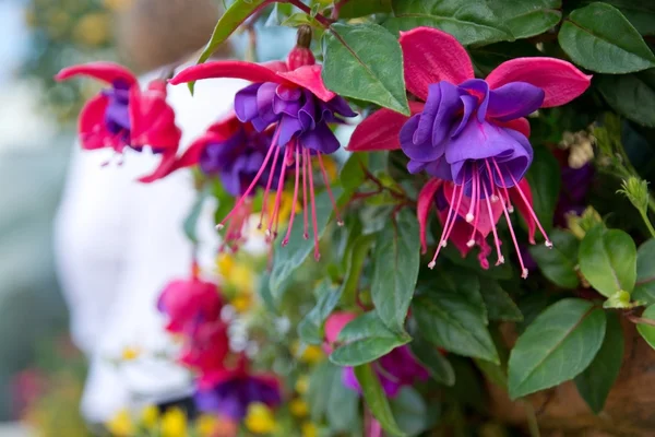 Pink and purple fuchsia — Stock Photo, Image