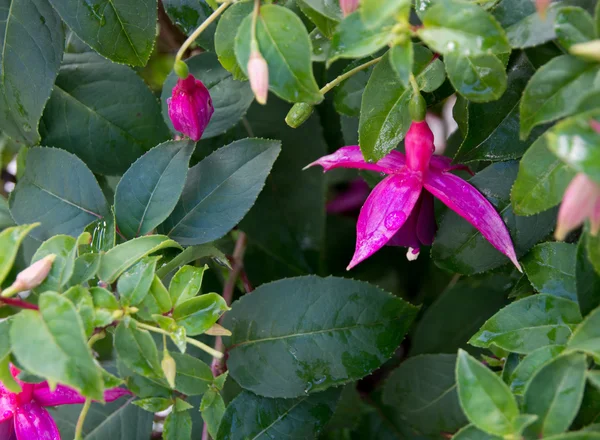 Růžové a fialové fuchsie — Stock fotografie