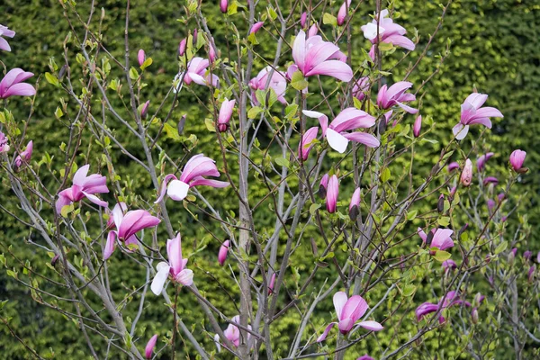 Fleurs de magnolia rose fanées — Photo