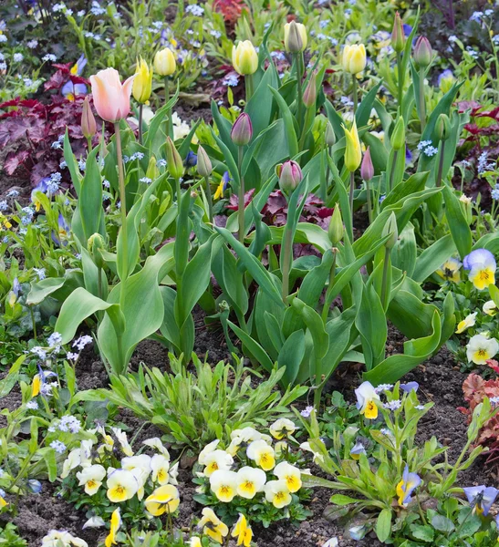 Cama de flores de primavera con pantaletas y tulipanes — Foto de Stock