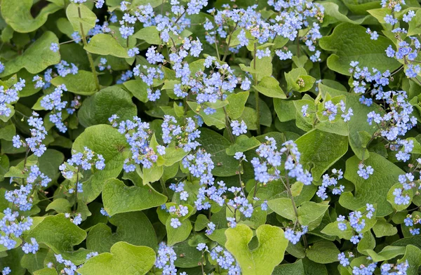 Azul esquecer-me-não-flores — Fotografia de Stock