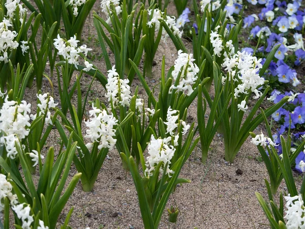 Vita hyacinter — Stockfoto