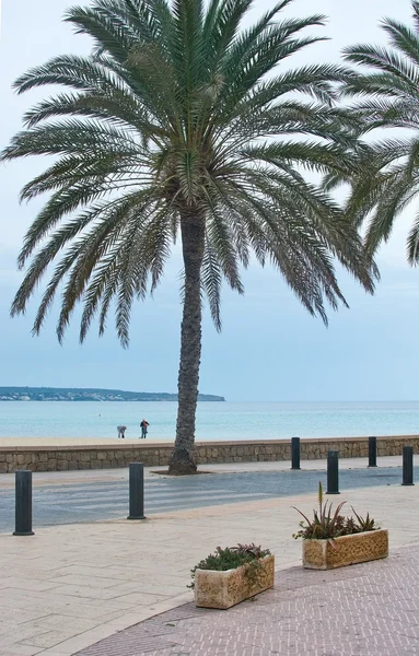 Bike track along Can Pastilla with palm trees — Stock Photo, Image