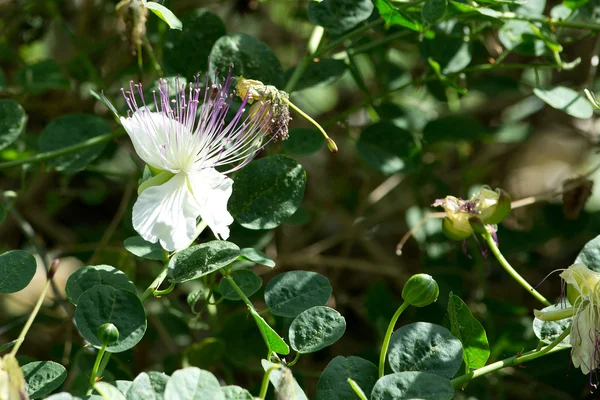 Caper flower — Stock Photo, Image