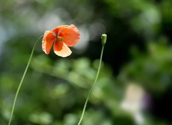 Poppy flower and bud — Stock Photo, Image