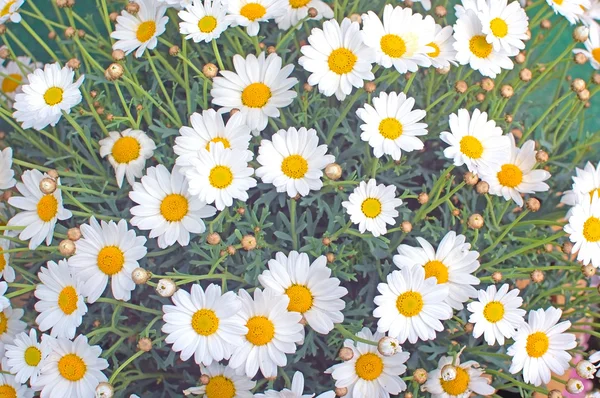 White Oxe-eye daisy May flowers — Stock Photo, Image