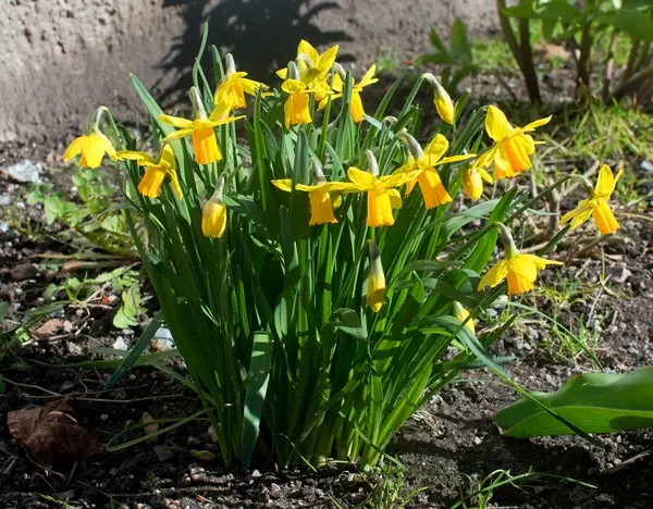 Narcisos amarillos — Foto de Stock