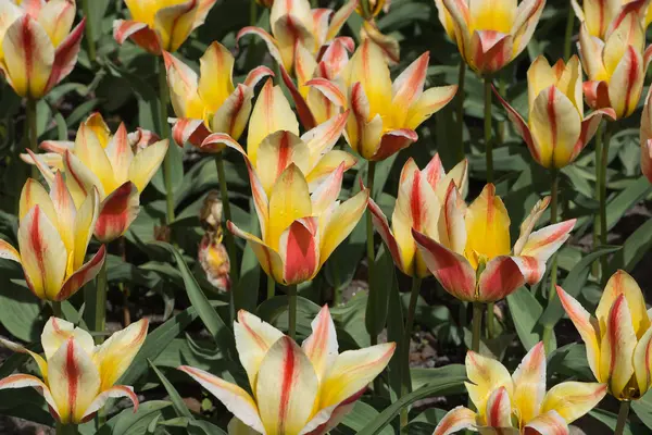 Tulipes à rayures rouges et jaunes — Photo