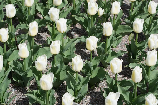 White tulips closeup — Stock Photo, Image