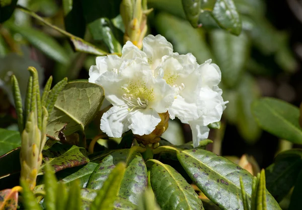 White rhododendron flowers — Stock Photo, Image