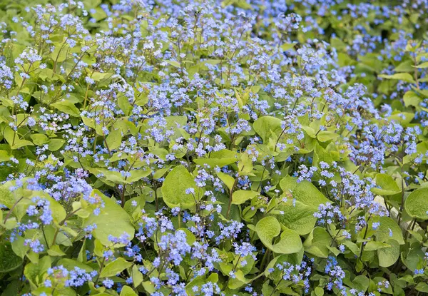 Azul esquecer-me-não flores — Fotografia de Stock