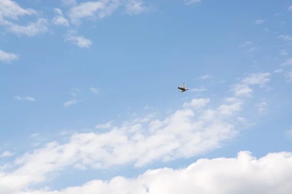 Molnig himmel med fågel flygande overhead — Stockfoto