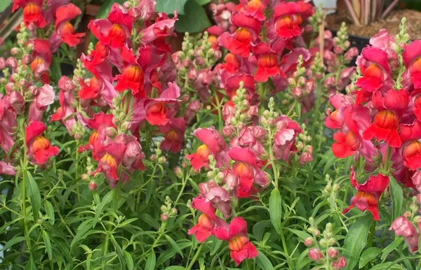Красные и розовые цветы Snapdragon — стоковое фото