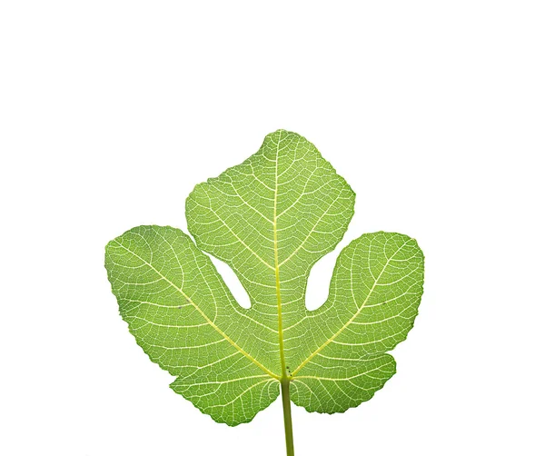 흰색에 분리되어 있는 무화과나무 잎 — 스톡 사진