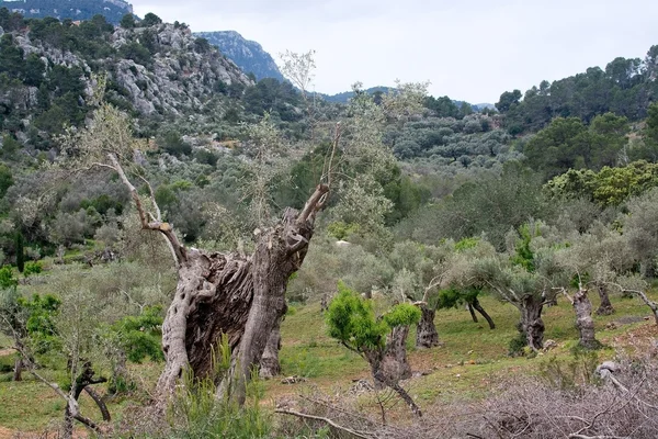 Milenario-Eiche — Stockfoto